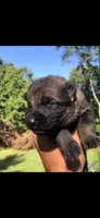 Male , a female German Shepherd Dog for sale in Cottageville, SC – 3 of 6