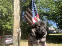 FEMALE , a female German Shepherd Dog for sale in Cottageville, SC – Photo 3 of 3