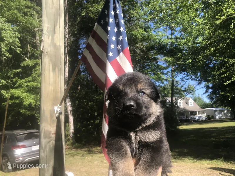 FEMALE  – German Shepherd Dog puppy for sale in Cottageville, SC