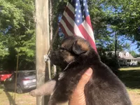 FEMALE , a female German Shepherd Dog for sale in Cottageville, SC – Photo 2 of 3