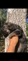 Female , a female German Shepherd Dog for sale in Cottageville, SC – 3 of 5