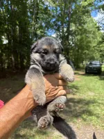 Female , a female German Shepherd Dog for sale in Cottageville, SC – 1 of 5