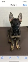 Male , a female German Shepherd Dog for sale in Cottageville, SC – 6 of 6