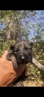 Male , a male German Shepherd Dog for sale in Cottageville, SC – 2 of 5