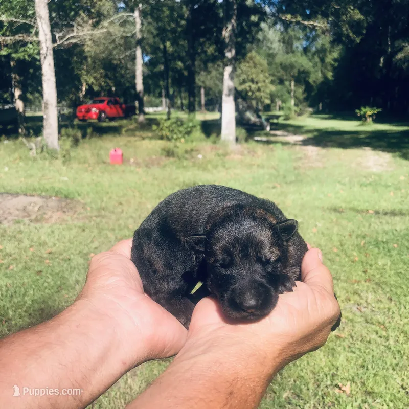 Female  – German Shepherd Dog puppy for sale in Cottageville, SC