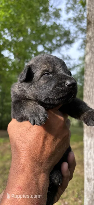 Female  – German Shepherd Dog puppy for sale in Cottageville, SC