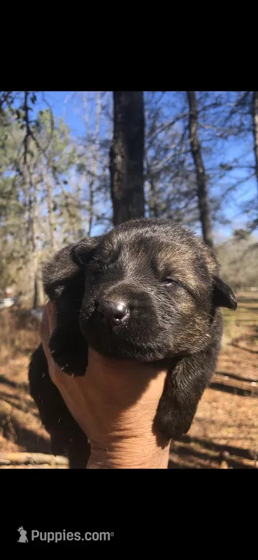 Female  – German Shepherd Dog puppy for sale in Cottageville, SC