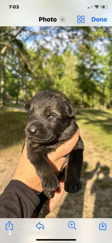 Female  – German Shepherd Dog puppy for sale in Cottageville, SC