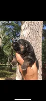 Female , a female German Shepherd Dog for sale in Cottageville, SC – 2 of 5