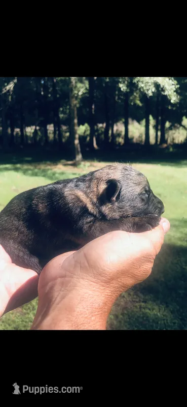 Male  – German Shepherd Dog puppy for sale in Cottageville, SC