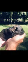 Male , a male German Shepherd Dog for sale in Cottageville, SC – 1 of 5