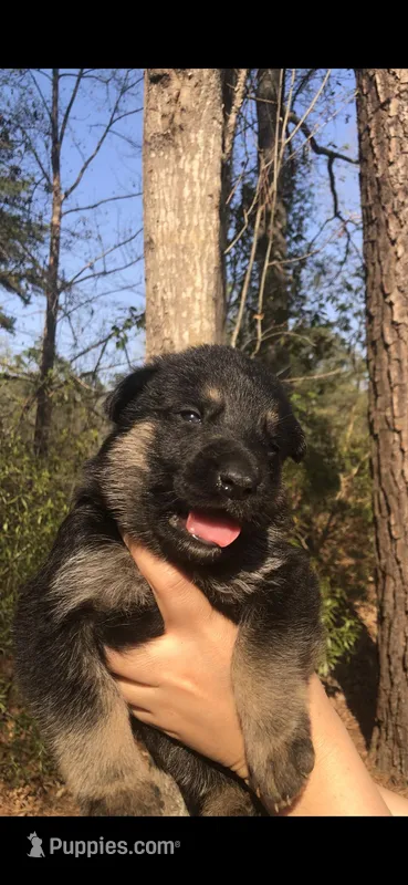 Male  – German Shepherd Dog puppy for sale in Cottageville, SC