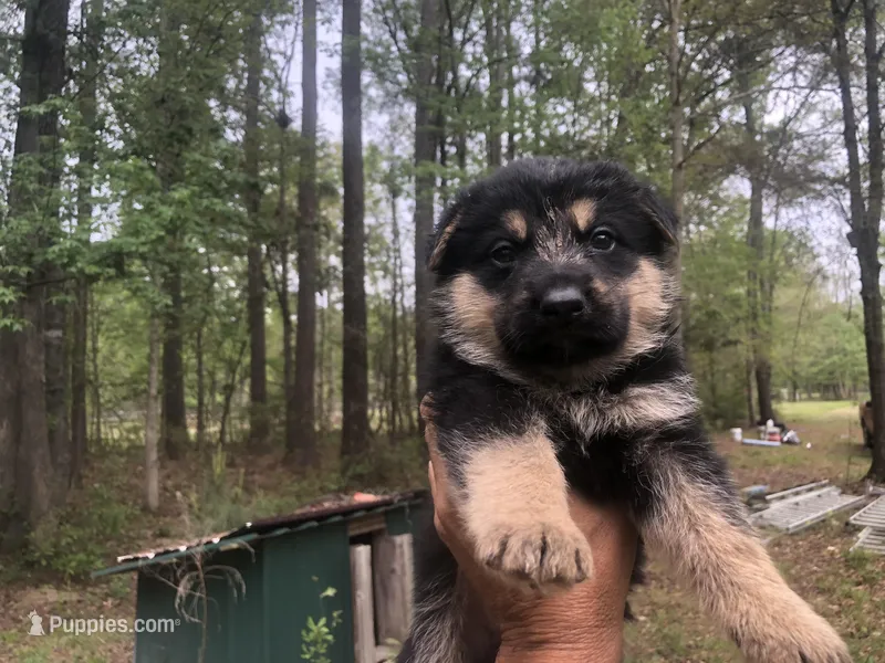 Male  – German Shepherd Dog puppy for sale in Cottageville, SC