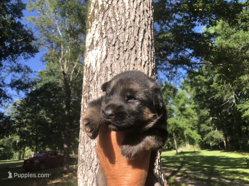 Male – German Shepherd Dog puppy for sale in Cottageville, SC