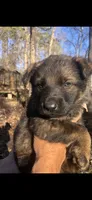 Male , a male German Shepherd Dog for sale in Cottageville, SC – 5 of 5