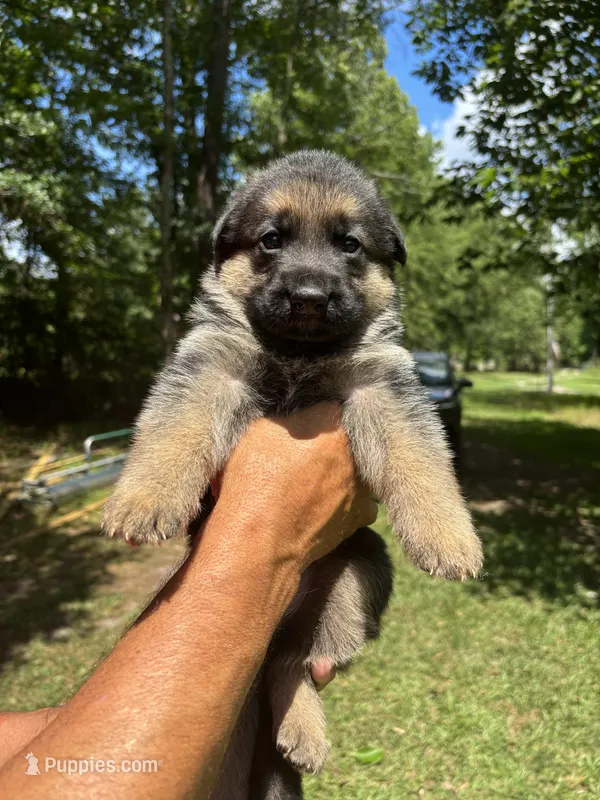 Male  – German Shepherd Dog puppy for sale in Cottageville, SC