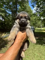 Male , a male German Shepherd Dog for sale in Cottageville, SC – 1 of 4