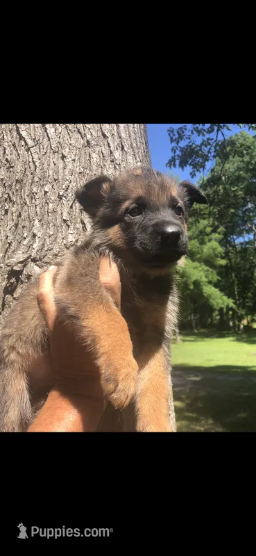Female  – German Shepherd Dog puppy for sale in Cottageville, SC