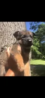 Female , a female German Shepherd Dog for sale in Cottageville, SC – 1 of 3