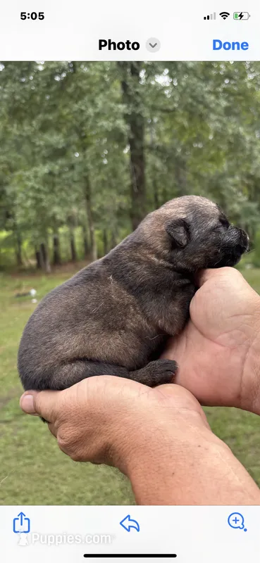 Female  – German Shepherd Dog puppy for sale in Cottageville, SC