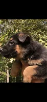 Female , a female German Shepherd Dog for sale in Cottageville, SC – Photo 2 of 2