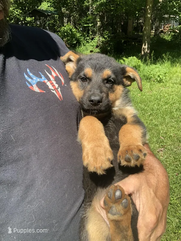 Female  – German Shepherd Dog puppy for sale in Cottageville, SC