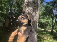 Female , a female German Shepherd Dog for sale in Cottageville, SC – 3 of 3
