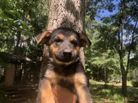 Female , a female German Shepherd Dog for sale in Cottageville, SC – 2 of 3
