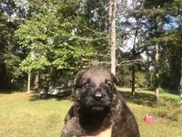 Female , a female German Shepherd Dog for sale in Cottageville, SC – 2 of 2