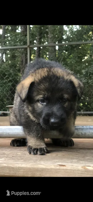 Male  – German Shepherd Dog puppy for sale in Cottageville, SC