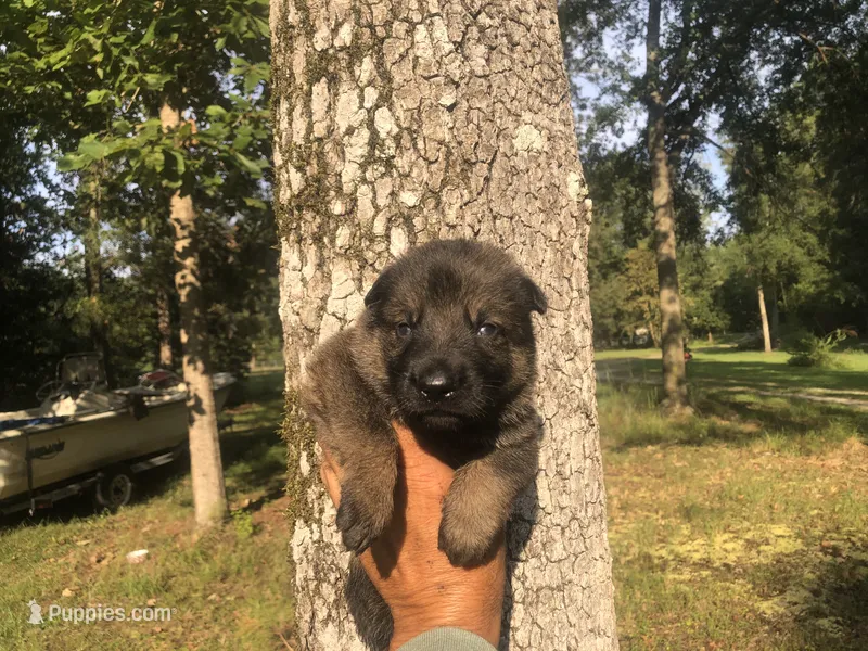 Male – German Shepherd Dog puppy for sale in Cottageville, SC