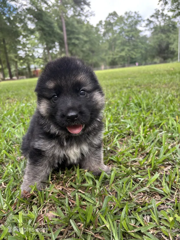 Male – German Shepherd Dog puppy for sale in Cottageville, SC