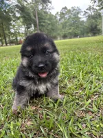 Male, a male German Shepherd Dog for sale in Cottageville, SC – 1 of 7