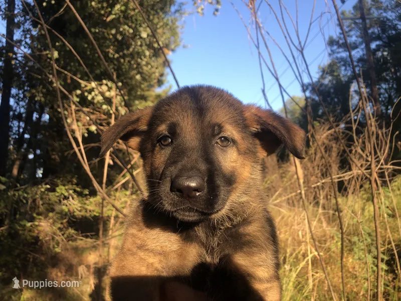 Male  – German Shepherd Dog puppy for sale in Cottageville, SC