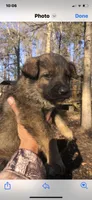 Male , a male German Shepherd Dog for sale in Cottageville, SC – Photo 2 of 2