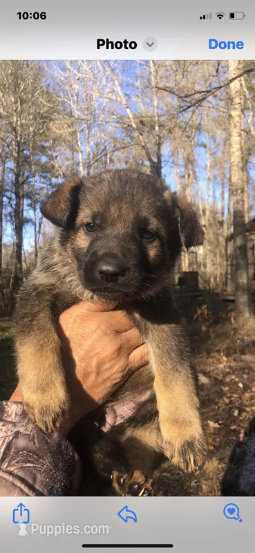 Male  – German Shepherd Dog puppy for sale in Cottageville, SC