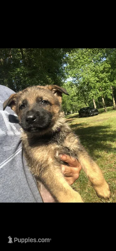 Male  – German Shepherd Dog puppy for sale in Cottageville, SC