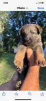 Female , a female German Shepherd Dog for sale in Cottageville, SC – 2 of 3