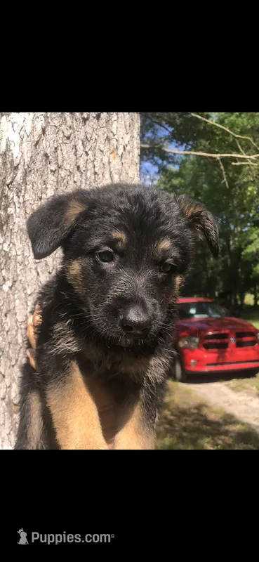 Female  – German Shepherd Dog puppy for sale in Cottageville, SC