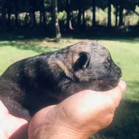 Male, a male German Shepherd Dog for sale in Cottageville, SC – Photo 5 of 5