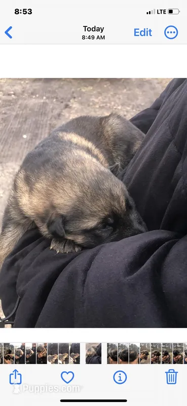 Male – German Shepherd Dog puppy for sale in Cottageville, SC