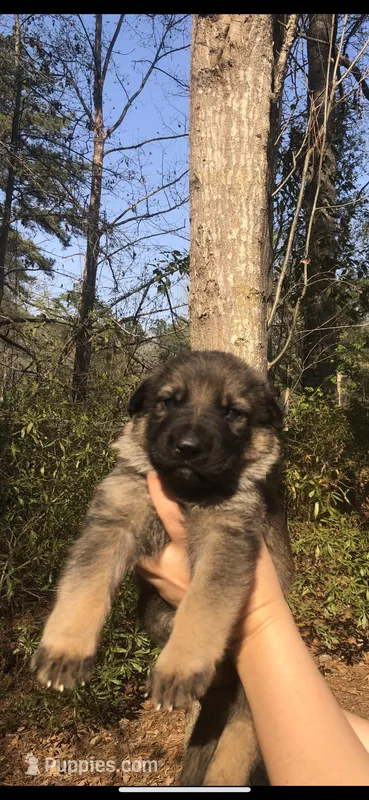 Male – German Shepherd Dog puppy for sale in Cottageville, SC