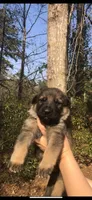 Male, a male German Shepherd Dog for sale in Cottageville, SC – Photo 1 of 5