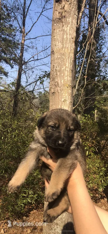 Male – German Shepherd Dog puppy for sale in Cottageville, SC