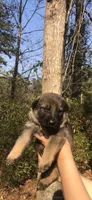 Male, a male German Shepherd Dog for sale in Cottageville, SC – Photo 2 of 5