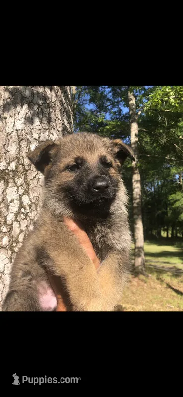 Male – German Shepherd Dog puppy for sale in Cottageville, SC