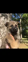Male, a male German Shepherd Dog for sale in Cottageville, SC – Photo 1 of 6