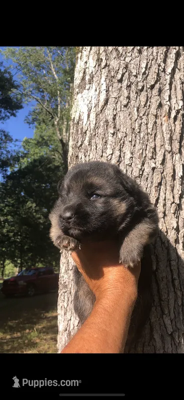 Male – German Shepherd Dog puppy for sale in Cottageville, SC