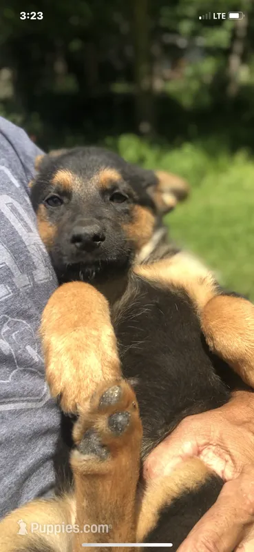 Female  – German Shepherd Dog puppy for sale in Cottageville, SC