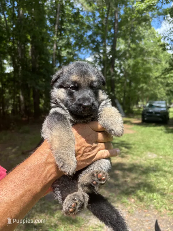Male  – German Shepherd Dog puppy for sale in Cottageville, SC